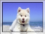Pies, Morze, Plaża